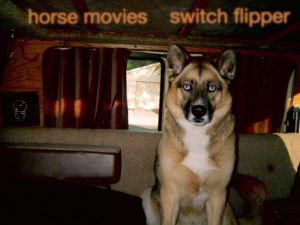 Horse Movies 3